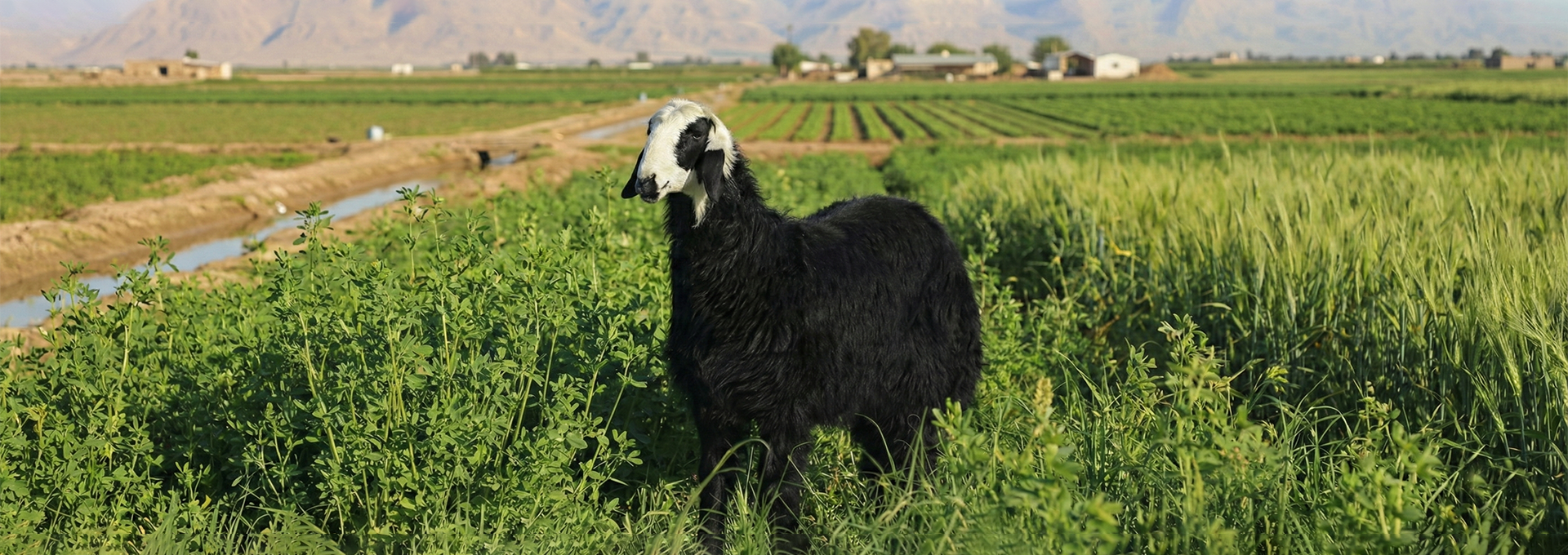 Rabwat Al Riyadh Livestock